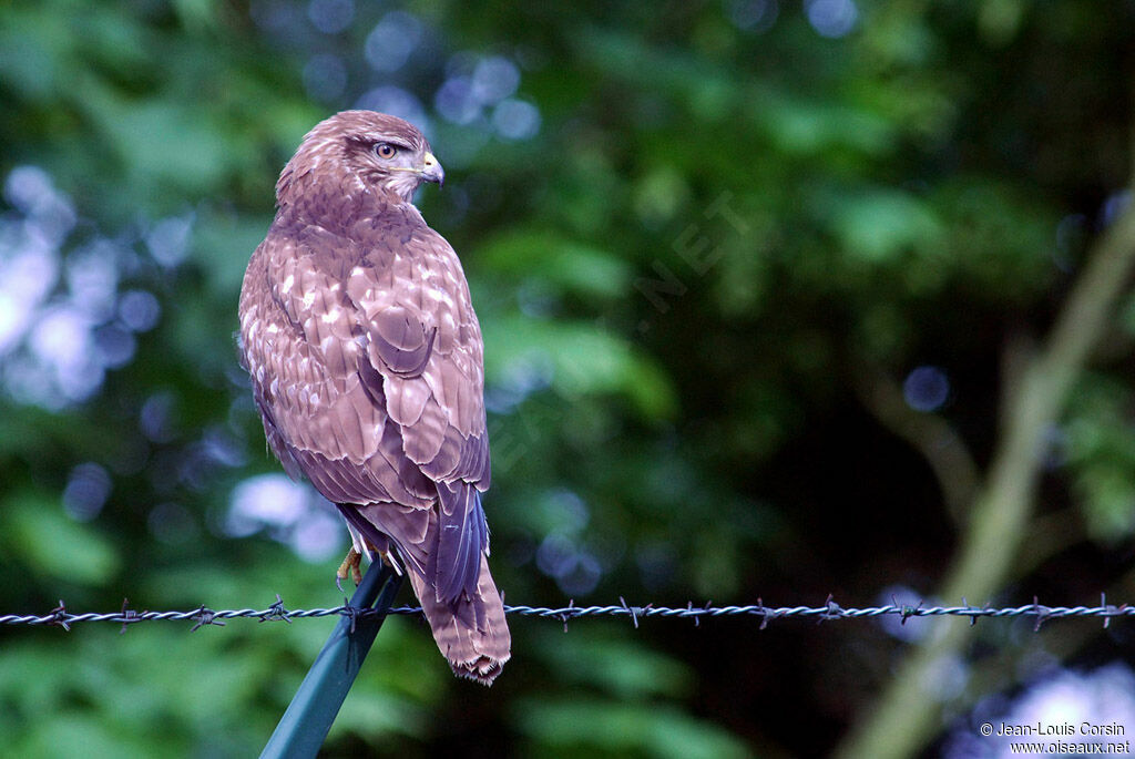 Buse variable