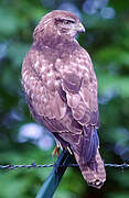 Common Buzzard