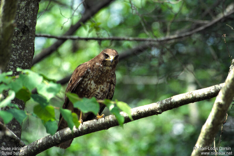 Common Buzzard