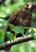 Common Buzzard