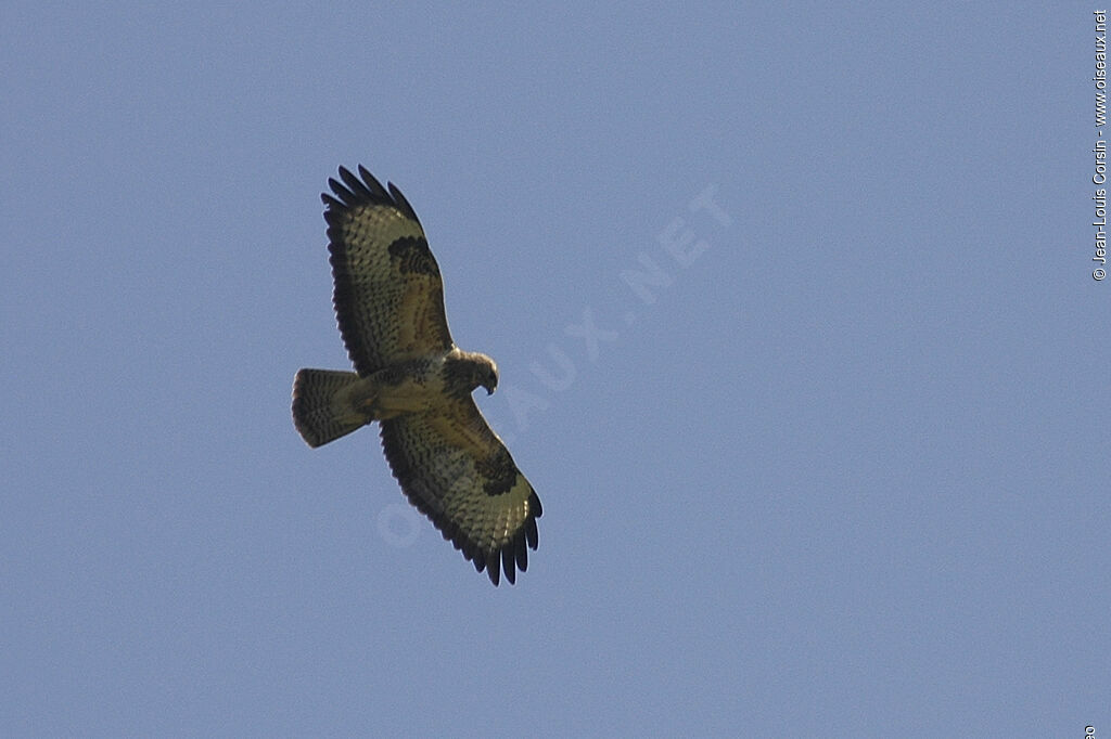 Buse variable