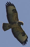 Common Buzzard