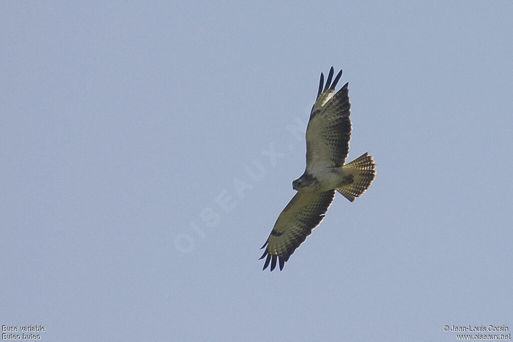 Common Buzzard