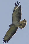 Buse variable