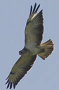 Common Buzzard