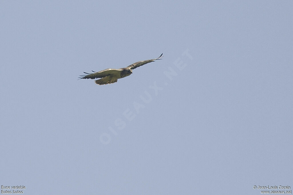 Common Buzzard