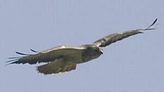 Common Buzzard