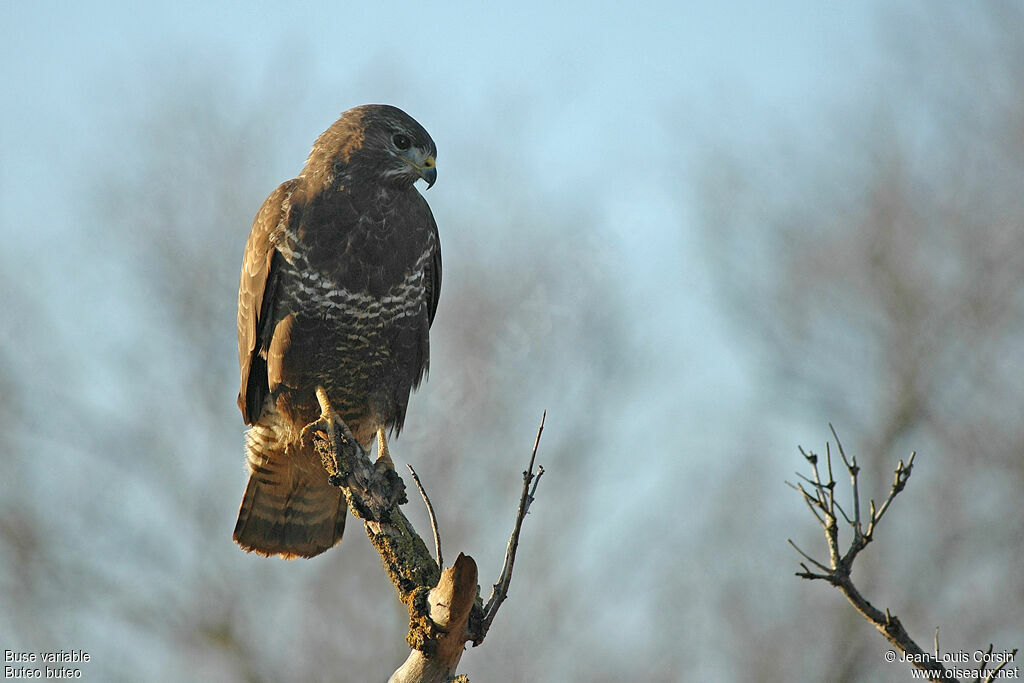 Buse variable