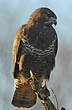 Buse variable