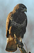 Common Buzzard