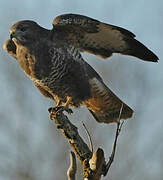 Common Buzzard