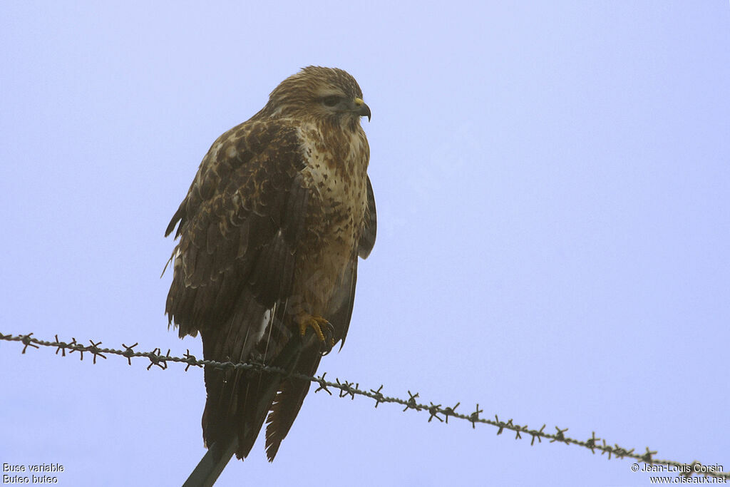 Common Buzzard