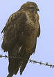 Buse variable