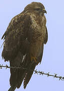 Common Buzzard