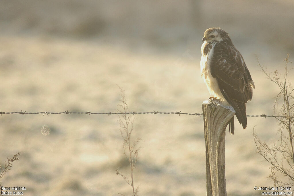 Buse variable