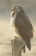 Common Buzzard