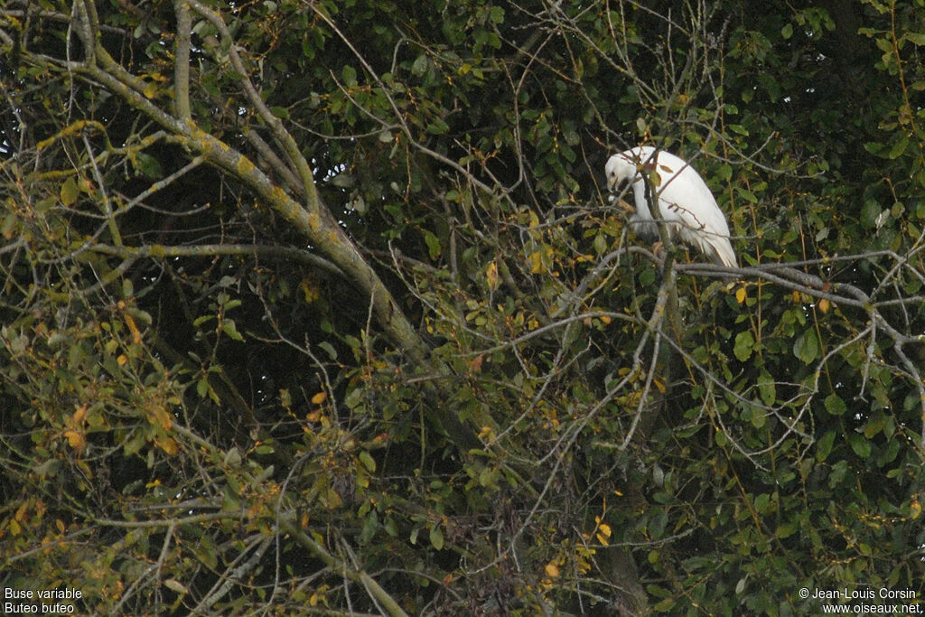 Buse variable