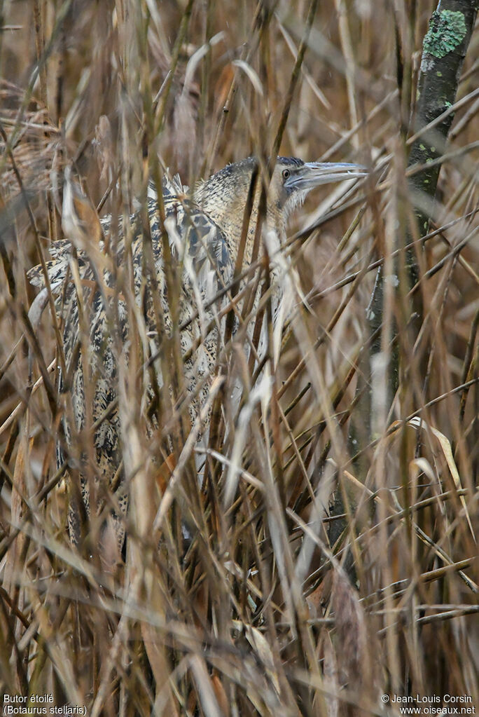 Eurasian Bittern