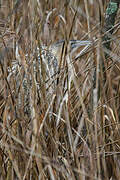 Eurasian Bittern