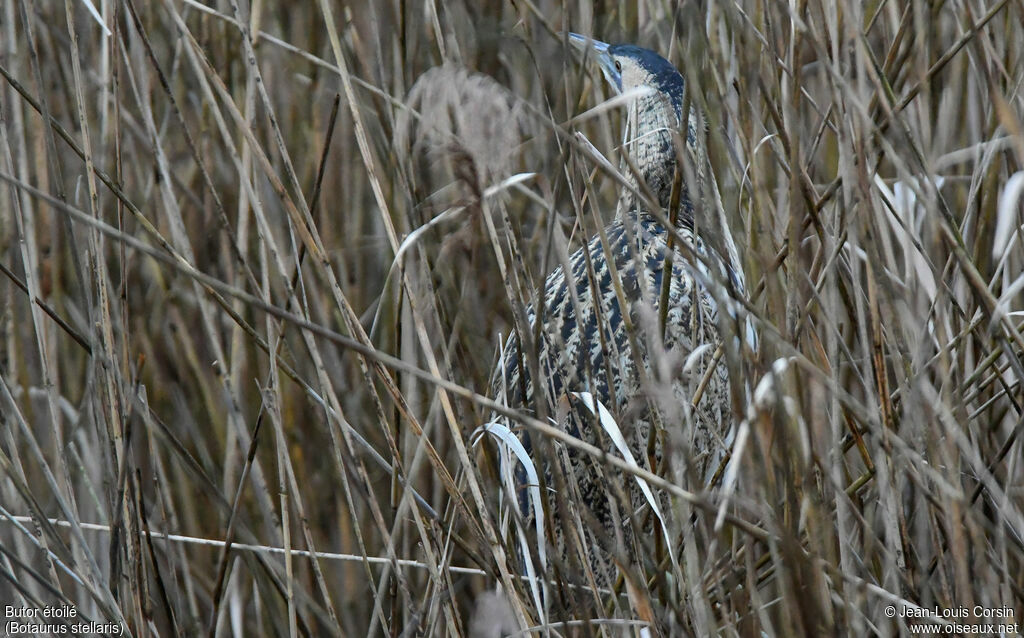 Eurasian Bittern