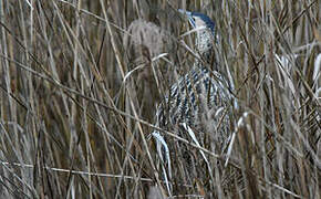 Eurasian Bittern