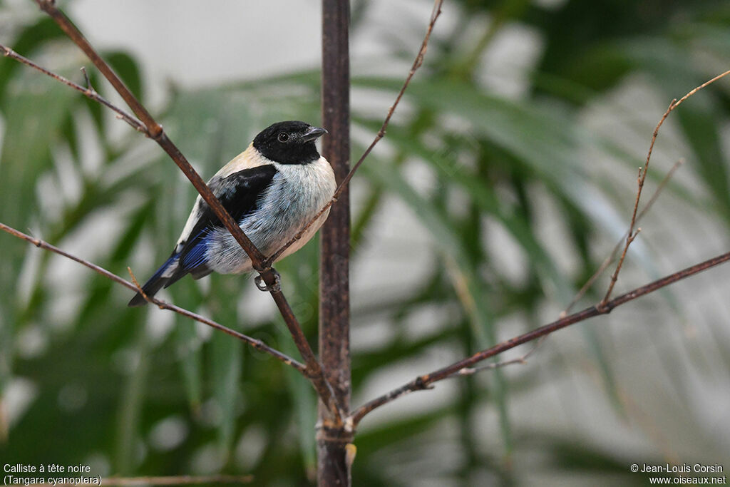 Black-headed Tanageradult