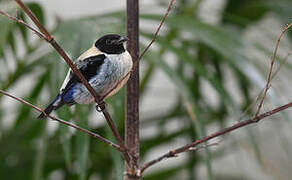 Black-headed Tanager