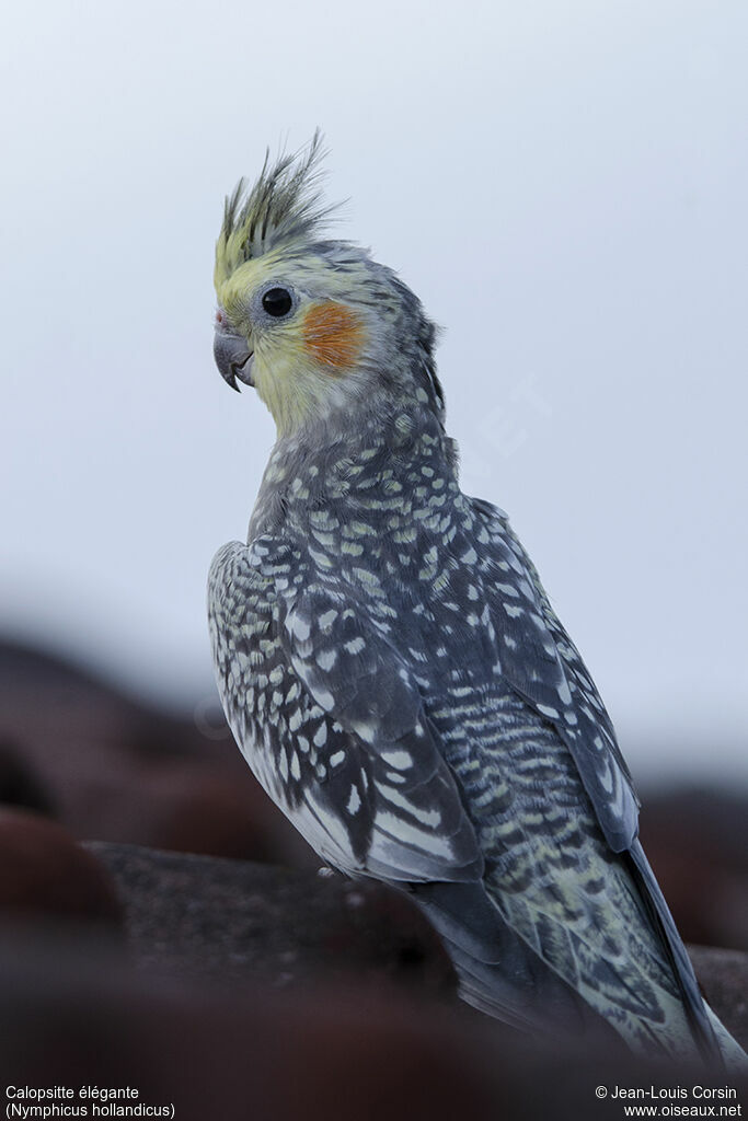 Cockatiel