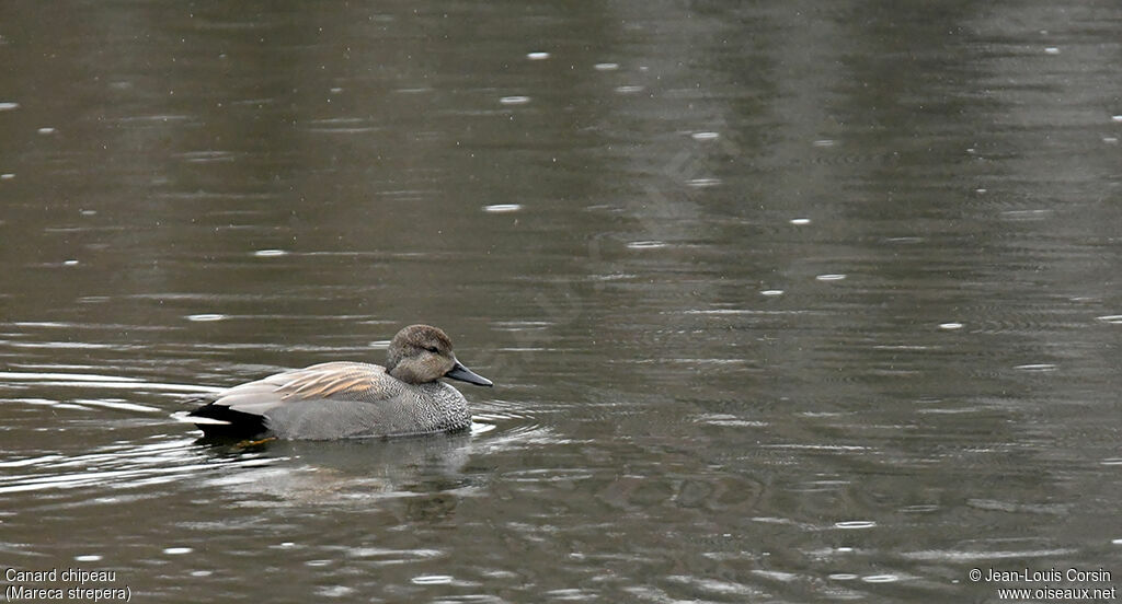 Gadwall male