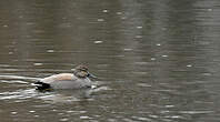 Canard chipeau