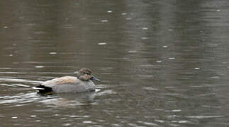 Gadwall