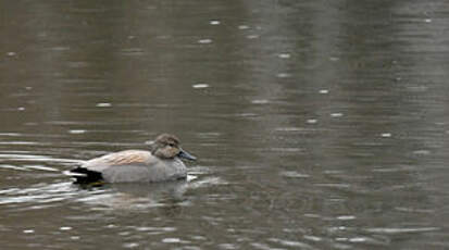 Canard chipeau