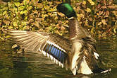 Canard colvert