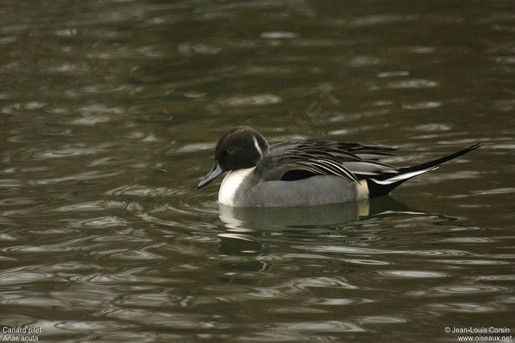 Canard pilet