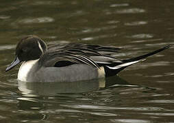 Northern Pintail