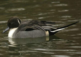 Canard pilet