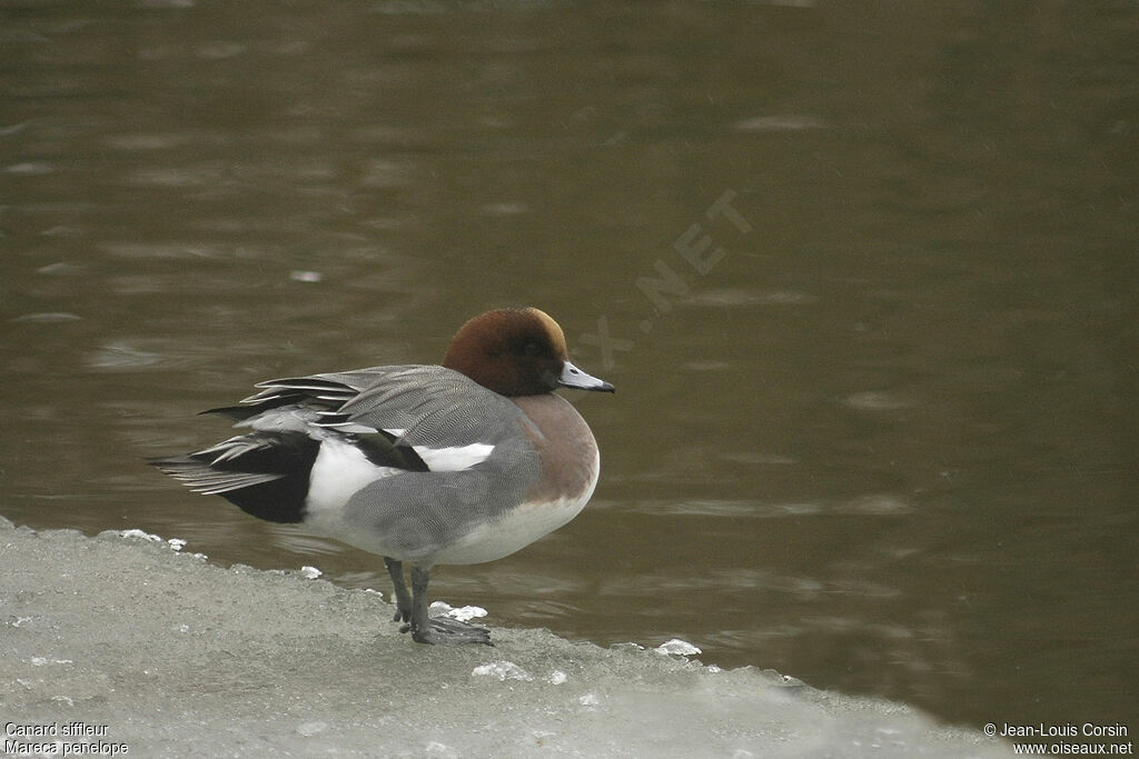 Eurasian Wigeon