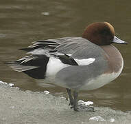 Eurasian Wigeon