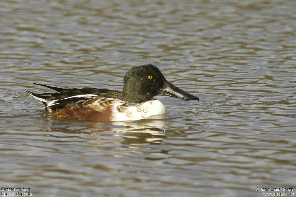 Canard souchet mâle adulte