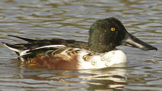 Northern Shoveler