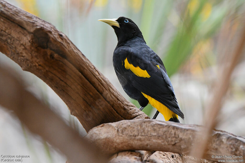 Yellow-rumped Caciqueadult