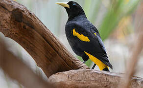 Yellow-rumped Cacique