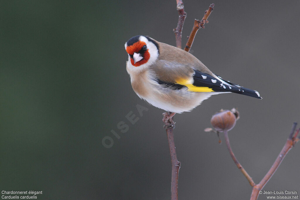 European Goldfinch