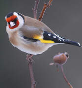 European Goldfinch