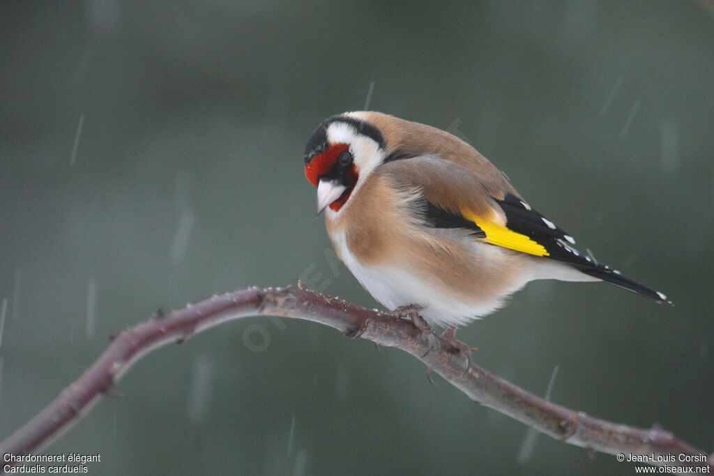 Chardonneret élégant