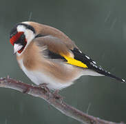 European Goldfinch