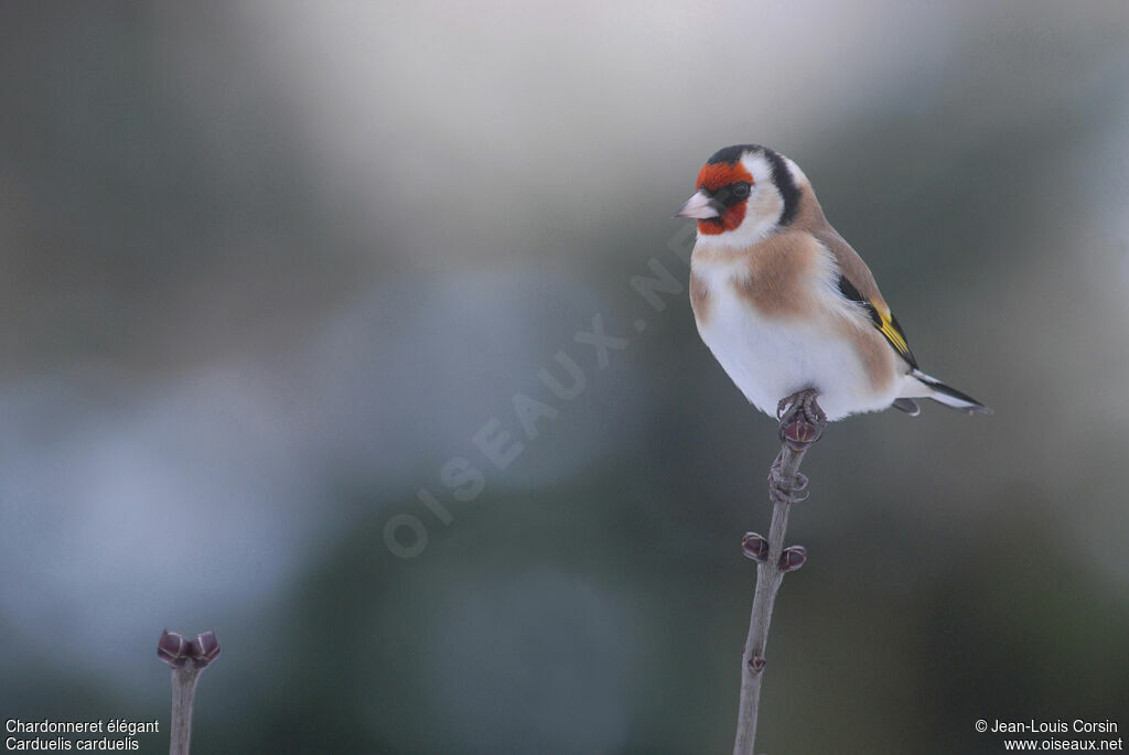 European Goldfinch