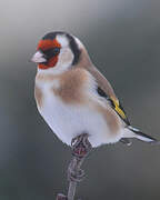 European Goldfinch