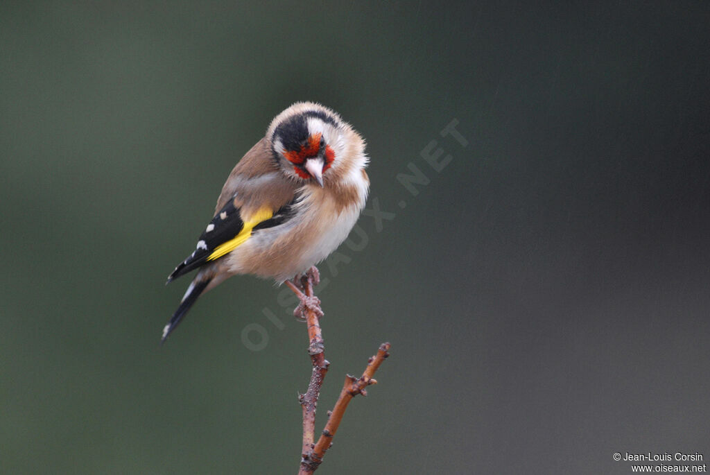 European Goldfinch