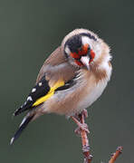 European Goldfinch